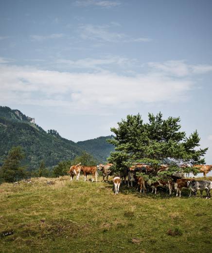 Kühe auf Wiese steht unter Tanne im Gebirge