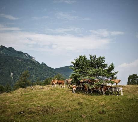 Kühe auf Wiese steht unter Tanne im Gebirge