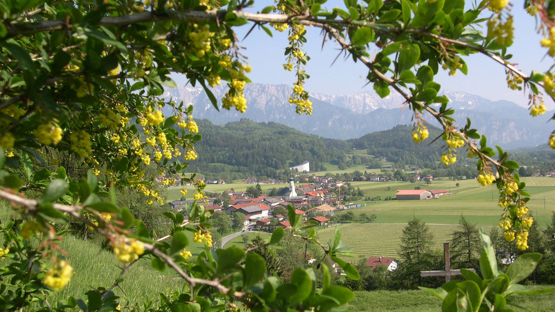 Blühender Baum auf den Bergen in Tirol
